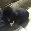 里親探しています