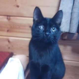 里親さん、決定しました。ありがとうございます！