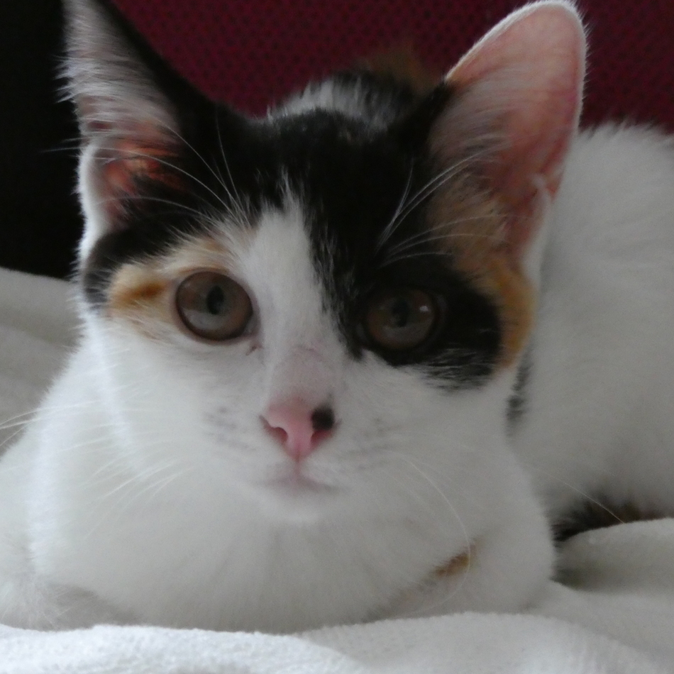 ミッケのカバー写真