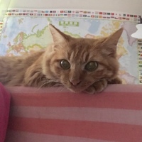 チャイ