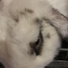 あやのってぃ