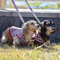 ココ&ラブ