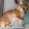 ねむら