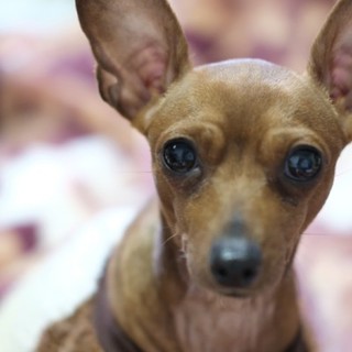 小さなミニチュアピンシャーの女の子　音葉です。