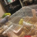 セキセイインコ 若鳥
