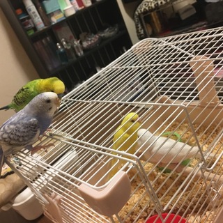 セキセイインコ 若鳥
