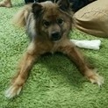 有難うございました。★もう保健所にはMIX犬★
