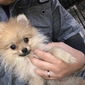 ポメラニアンのさくらちゃん