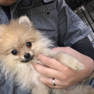 ポメラニアンのさくらちゃん