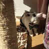 口ひげが可愛い男の子仔猫 サムネイル4