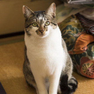 おっとり優しいサバトラ（男の子）