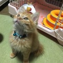 茶トラ長毛レスキュー仔猫