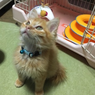 茶トラ長毛レスキュー仔猫
