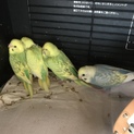 セキセイインコ里親募集です