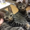 ６ヶ月黒トラ2匹　決まりましたありがとうございます