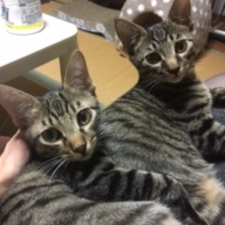 ６ヶ月黒トラ2匹　決まりましたありがとうございます