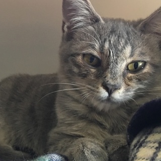 「面談予定」女のコみたいなグレー「ムース」くん♡