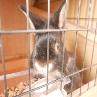 ウサギの兄妹の里親さんを探しています