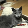 ローズです