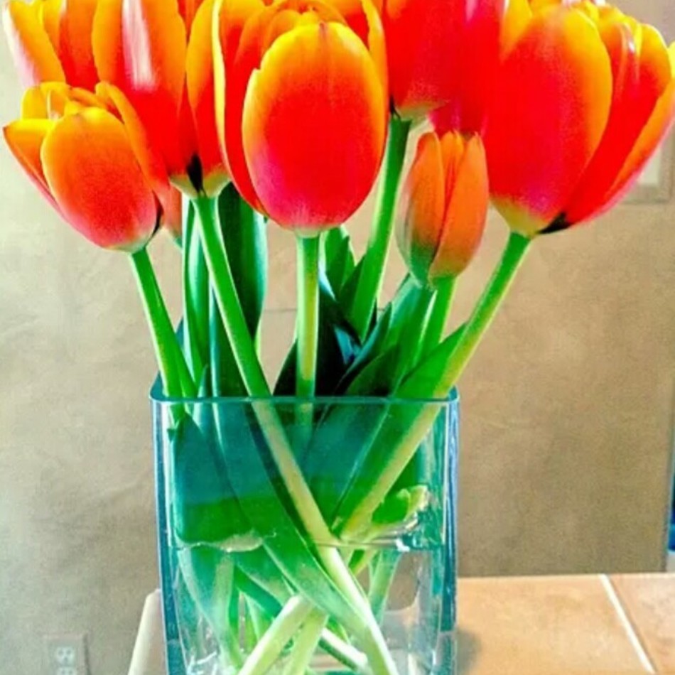 ハッチ(2017/12月永眠)のカバー写真