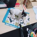 フレンチブルのブーちゃん