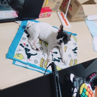 フレンチブルのブーちゃん