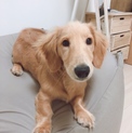 人懐っこいミニチュアダックス