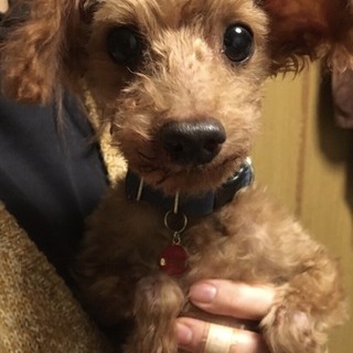 お散歩大好きプードルのじょい君