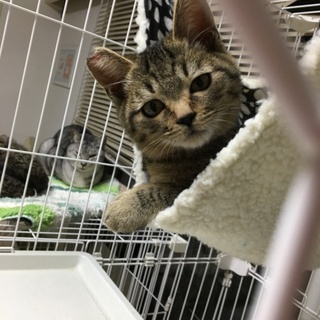 いつも困り顔(´･ω･`)のボリスくん