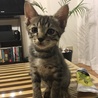 我が家にきて２日目