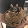 の写真