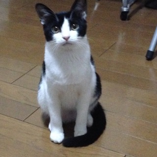 バットマン兄弟末っ子のジョー