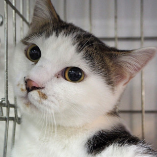 和菓子withB【うぃろぅ】