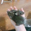 ファンシーラット里親募集