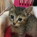 きじ。生後6週間ぐらい 