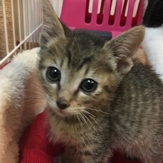 きじ。生後6週間ぐらい 