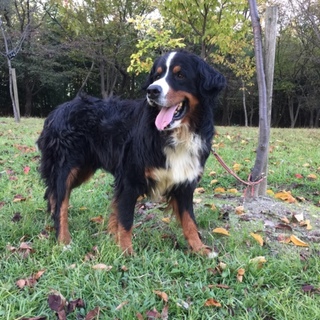 バーニーズ♂千寿くん