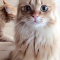 大にゃん