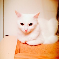 ジュリー