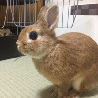 ネザーランドの里親を募集しています。