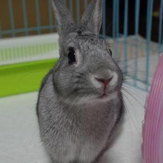 保護うさぎ 千(せん)ちゃん