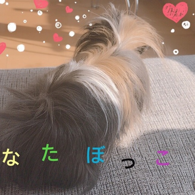 ちせちせのカバー写真