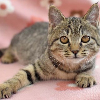 チーターの赤ちゃんみたい★つくしちゃん