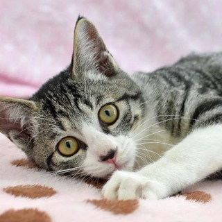 ヤンチャな男の子★てん君