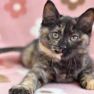 引っ込み思案な女の子★ブランちゃん