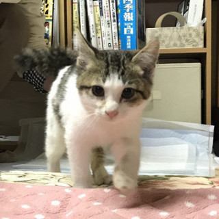 まん丸あまえんぼうなキジ白男の子