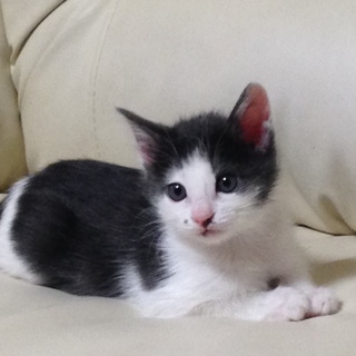 里親になっていただけませんか