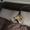 ベッド独り占め