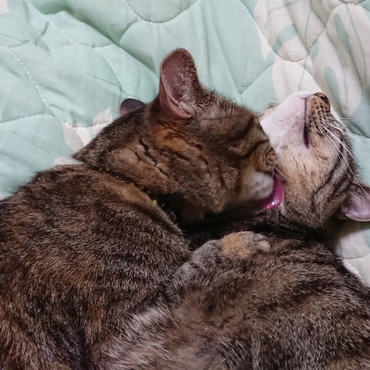 毛繕いしてる～♪お互いに、優しくしてあげてね。