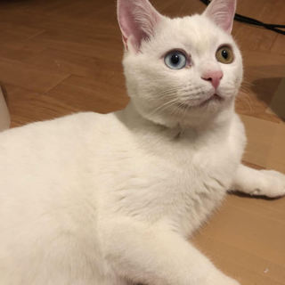 白猫生後8か月　オッドアイ　福丸くん